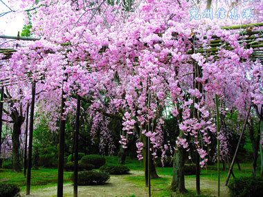 淮安樱花园天气