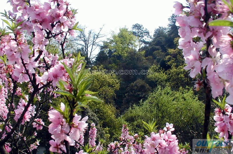 大同灵丘桃花山天气