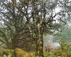 攀枝花白坡山天气