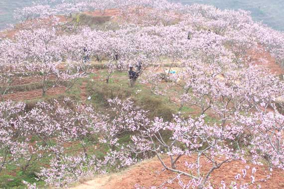 广汉松林桃花天气